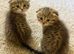 Teddies - Scottish Fold Kitten For Sale - Smyrna&comma; TN&comma; US