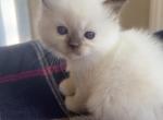 TICA ragdoll kittens - Ragdoll Kitten For Sale - Amherst&comma; NH&comma; US