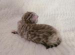 Eevee - Bengal Kitten For Sale - Sterling&comma; CT&comma; US