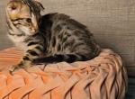 Sophie's Bengals - Bengal Kitten For Sale - Denver&comma; CO&comma; US