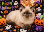 Cooper Male Ragdoll - Ragdoll Kitten For Sale - PA&comma; US
