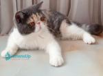 Markiza - Exotic Kitten For Sale - Pembroke Pines&comma; FL&comma; US
