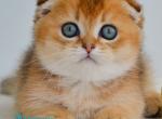 Hudson - Munchkin Kitten For Sale - Pembroke Pines&comma; FL&comma; US