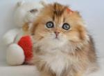 Henny - Munchkin Kitten For Sale - Pembroke Pines&comma; FL&comma; US