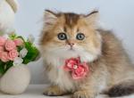 Ivie - Munchkin Kitten For Sale - Pembroke Pines&comma; FL&comma; US