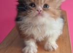 Tica registered calico - Persian Kitten For Sale - Woodburn&comma; IN&comma; US