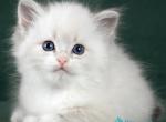 Izabel - Siberian Kitten For Sale - Pembroke Pines&comma; FL&comma; US