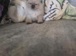 Oliver - Ragdoll Kitten For Sale - Lititz&comma; PA&comma; US