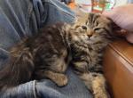 Vicky - Ragdoll Kitten For Sale - Hackettstown&comma; NJ&comma; US