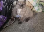 Charlie - Ragdoll Kitten For Sale - 