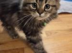 Rudy - Ragdoll Kitten For Sale - 