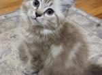 Erline - Ragdoll Kitten For Sale - Hackettstown&comma; NJ&comma; US