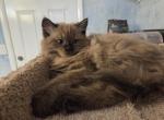 Messi - Ragdoll Kitten For Sale - Hackettstown&comma; NJ&comma; US