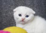 Pearl - Scottish Fold Kitten For Sale - North Richland Hills&comma; TX&comma; US