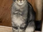 Felix - Maine Coon Kitten For Sale - Johnson&comma; VT&comma; US