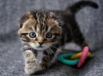 Wally - Scottish Fold Kitten For Sale - North Richland Hills&comma; TX&comma; US