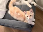 Komola - Maine Coon Kitten For Sale - NY&comma; US