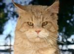 Bugatto - Maine Coon Cat For Sale - McArthur&comma; CA&comma; US
