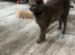Autumn - Domestic Cat For Adoption - Lexington&comma; SC&comma; US