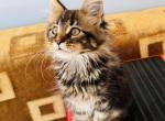 Maine Coon Female - Maine Coon Kitten For Sale - Staten Island&comma; NY&comma; US