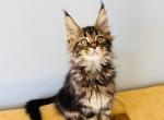 Maine coon Male - Maine Coon Kitten For Sale - Staten Island&comma; NY&comma; US