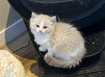 Prince Charmingg - Ragdoll Kitten For Sale - San Diego&comma; CA&comma; US