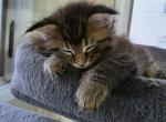 Large male maine coon kittens - Maine Coon Kitten For Sale - 