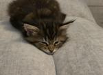 Large male maine coon kittens - Maine Coon Kitten For Sale - Easton&comma; PA&comma; US
