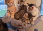 Large male maine coon kittens - Maine Coon Kitten For Sale - Easton&comma; PA&comma; US
