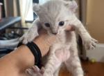 Marshmallow - Highlander Kitten For Sale - 