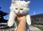 Sweet boy - Siberian Kitten For Sale - CO&comma; US