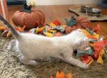 Binx - Highlander Kitten For Sale - 