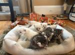 Jangle Bengal Highland kittens - Highlander Kitten For Sale - 