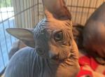 Sassy - Sphynx Kitten For Sale - Palmyra&comma; PA&comma; US