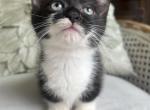 Holly - Munchkin Kitten For Sale - Salem&comma; OR&comma; US