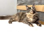 Dasha - Maine Coon Cat For Sale - Sanford&comma; NC&comma; US