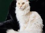 Solomon - Maine Coon Cat For Sale - 