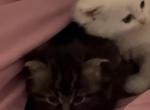 Persian munchkin Himalayan - Munchkin Kitten For Sale - Chittenango&comma; NY&comma; US