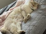Bella - Scottish Straight Cat For Adoption - Buda&comma; TX&comma; US