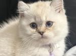 Ragdoll kittens - Ragdoll Kitten For Sale - NY&comma; US
