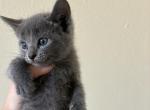 Titi - Russian Blue Kitten For Sale - Riverside&comma; CA&comma; US