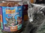 Binky - Russian Blue Kitten For Sale - Riverside&comma; CA&comma; US
