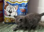 Binky - Russian Blue Kitten For Sale - West Covina&comma; CA&comma; US