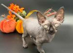 Litter M - Sphynx Kitten For Sale - Blairstown&comma; MO&comma; US