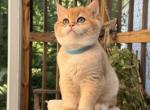 Simba Royal - British Shorthair Kitten For Sale - NY&comma; US