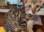 Zoe Litter - Bengal Kitten For Sale - Cumming&comma; GA&comma; US