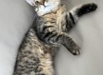 Kitten with no tail - American Bobtail Kitten For Sale - Agawam&comma; MA&comma; US
