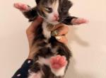 Eevee 1 - Siberian Kitten For Sale - 