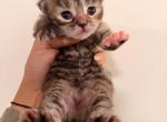 Eevee2 - Siberian Kitten For Sale - Manhattan&comma; NY&comma; US