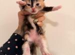 Eevee3 - Siberian Kitten For Sale - Manhattan&comma; NY&comma; US
